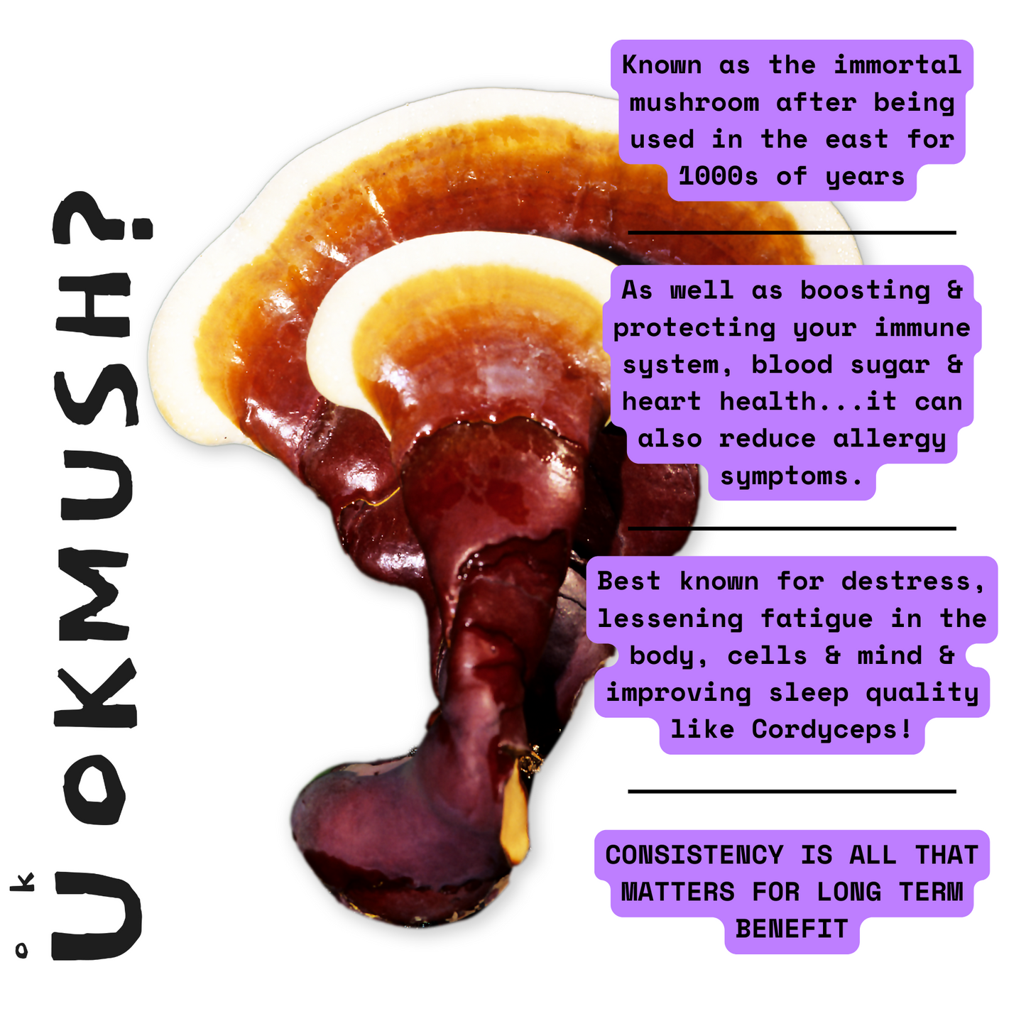 5️⃣🍄 U OK MUSH? 5 IN 1 Liquid 💧 & Powder🧂 Bundle: Chaga, Cordyceps, Lion's Mane, Turkey Tail & Reishi Mushroom Supplements